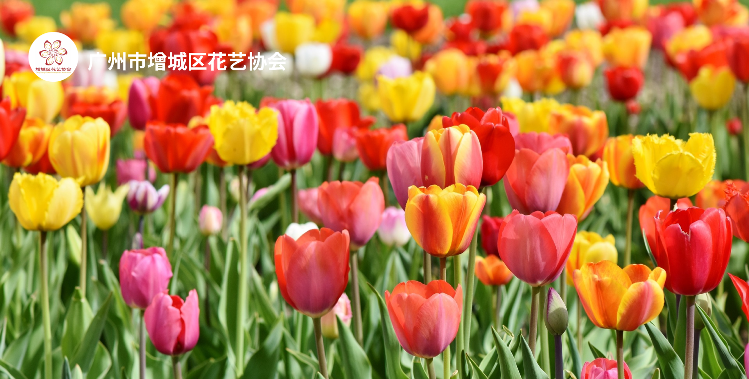 广州市增城区花艺协会