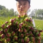 菏泽市新奇牡丹苗木种植专业合作社的头像
